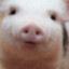 Hi I am Halal