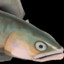 SimonSayz fish