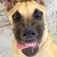 Doge With It