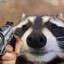 raccoon wit the gun