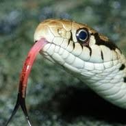 Snek