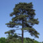 Pinus nigra