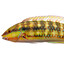 Halichoeres Bivittatus