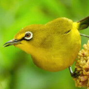 Pleci