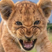 Маугли Хищник