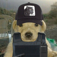 PERRO TACTICO