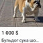 бульдогсукашо