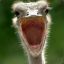 ║GG║OsTRICH:*