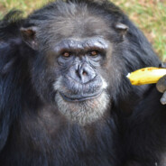 Chimpanzee