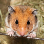 人民好警察安欣