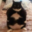 fat kitty