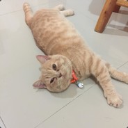 🌈Metung Comeback🌈 - steam id 76561197965050660