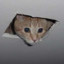 Ceiling Cat