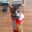 pringles cat