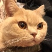 萌萌哒的花木机丶