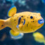 PufferFish