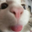 meow