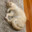 ThiccCat