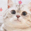 kittyyubi04