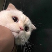 河里的虾还是海里的虾