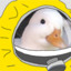 LilDuckie