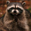angry raccoon