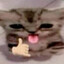 meow meow