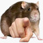 ChoGO