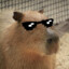 Mr.Capybara