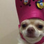 BOT DOG