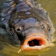 Bobixson12_skins.army