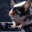 Rat on a Keyboard
