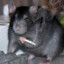 Shiros