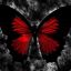 Crimson Butterfly