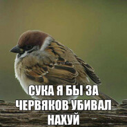 червей убивал's avatar