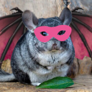 Superhero Dragon Chinchilla