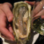 UrMomOyster