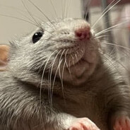 Am Rat