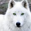 _White_Wolf_