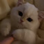 MeowMeow