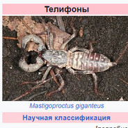 Thelyphonida