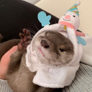小海獭转职成小水獭