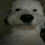 Todu