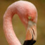 The_Flamingo Johnny_DK