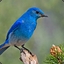 Blue Bird the Third