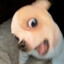 狗啃头
