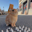 king usagi