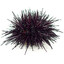Urchin