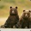 два медведя