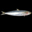 Sardine man